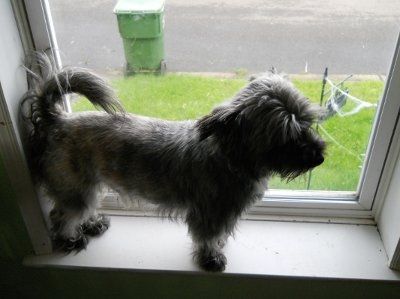 Furbabies!!! Lets show them off!