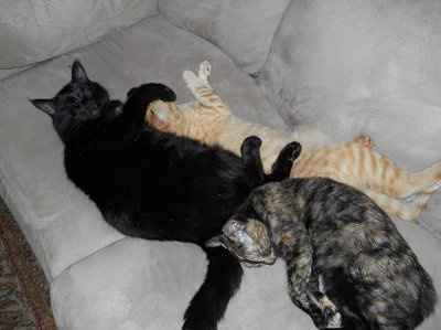 Furbabies!!! Lets show them off!
