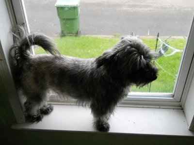 Furbabies!!! Lets show them off!