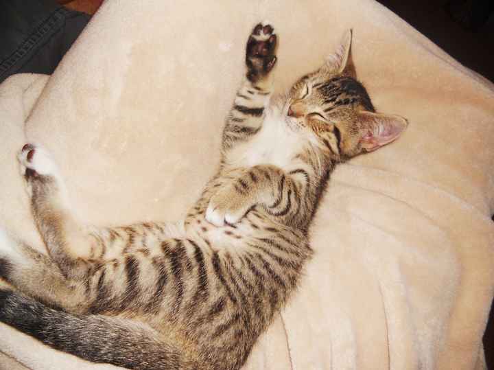 NWR- FH and your pets