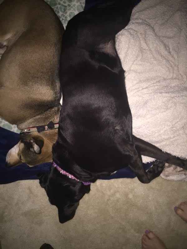 NWR - love my dogs
