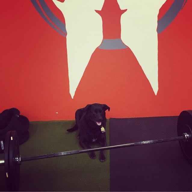 KWR: Who else missed their pets?