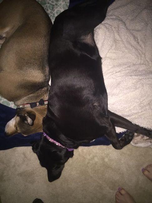 NWR - love my dogs
