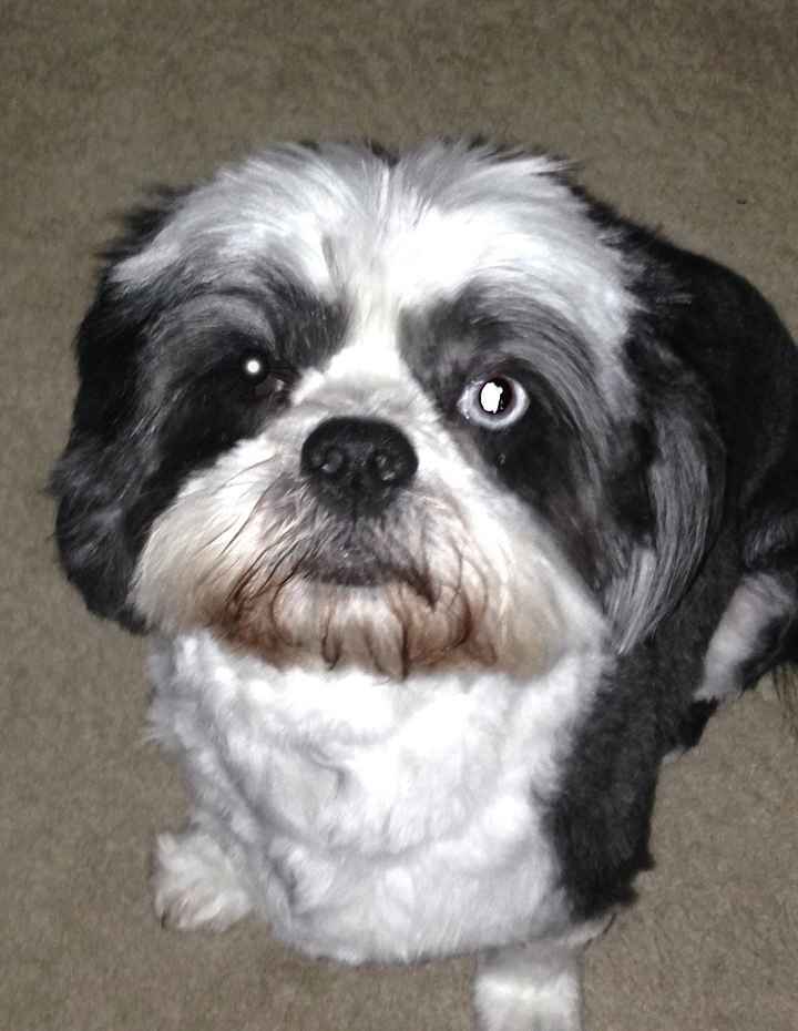 Show me your fur baby! (it has been awhile and I love seeing the pets!)