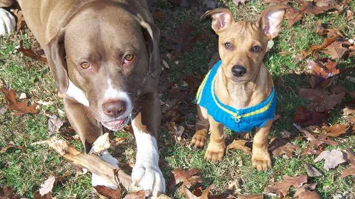 NWR lol people think my dogs are scary..