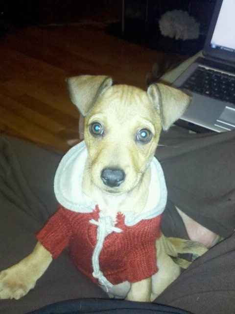 NWR: Happy Furry Fursday, let's see them fur babies!