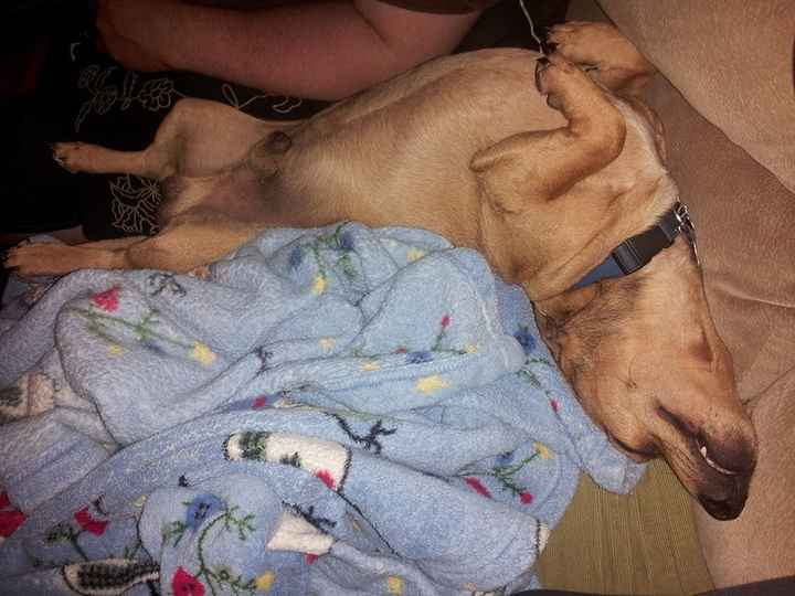NWR I'm annoyed and sad...new doggie is sick :(