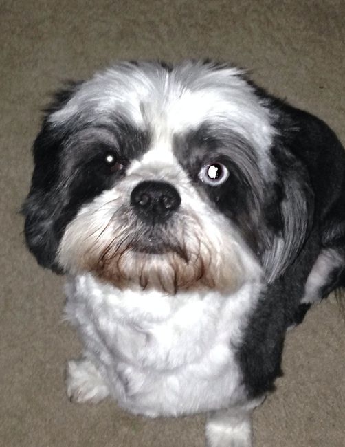 Show me your fur baby! (it has been awhile and I love seeing the pets!)