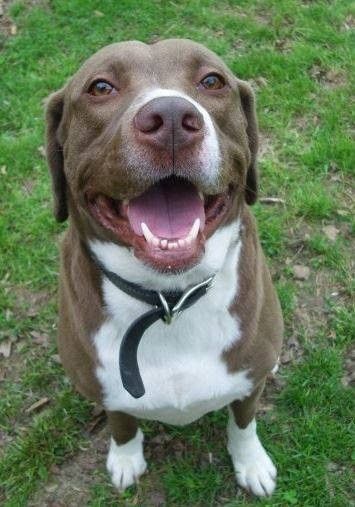 NWR: The aftermath of my ex, hurt my dog more than me