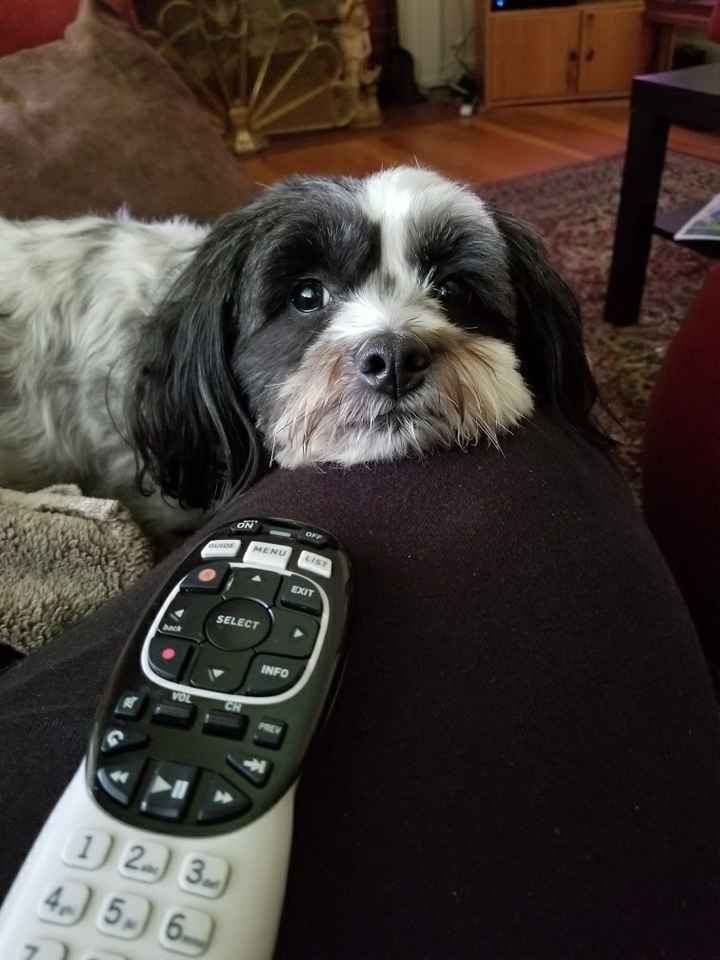 Furbabies?(non wedding post)