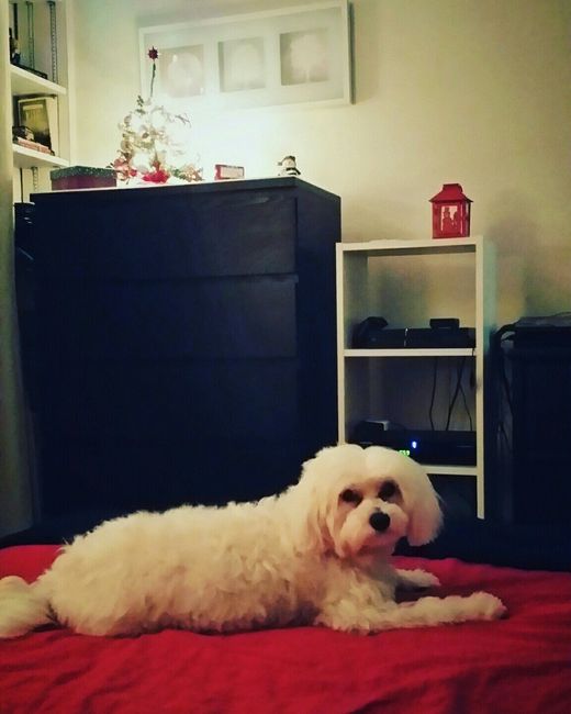 Sick and need cheering up--show me your Fur babies!