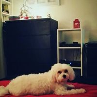 Sick and need cheering up--show me your Fur babies!