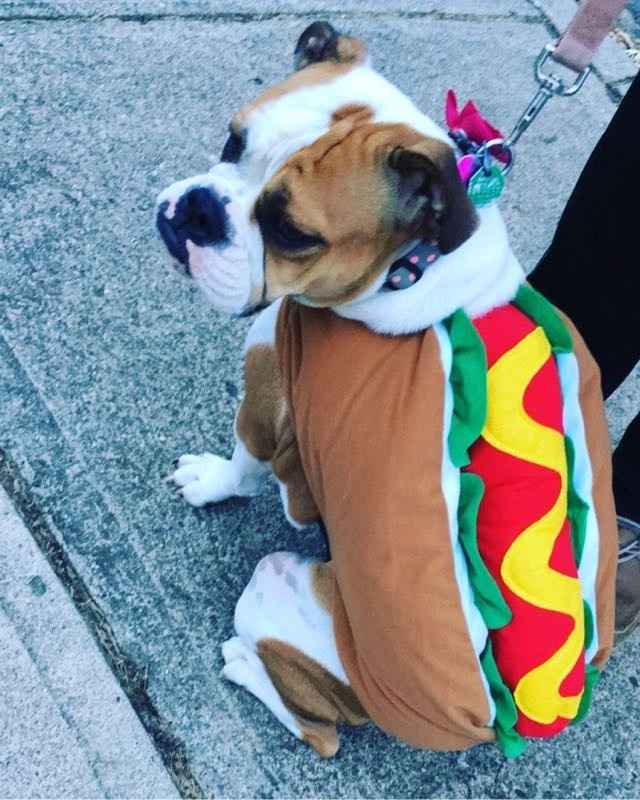 NWR Show us your Halloween Pets!