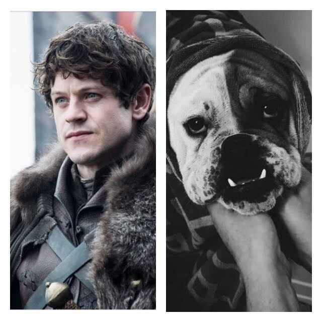 NWR: Pet Owners...Can we play a fun game? :D