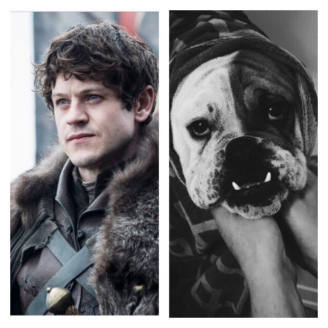 NWR: Pet Owners...Can we play a fun game? :D