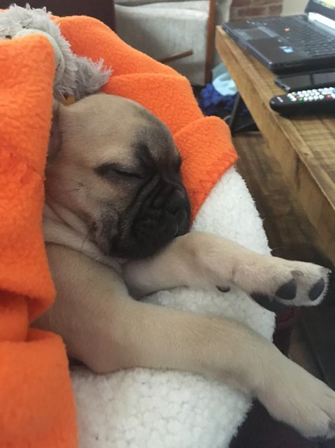 NWR: Show me your pups!