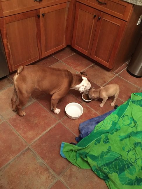 NWR: Show me your pups!