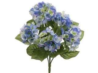 Does anyone know anything about hydrangeas?