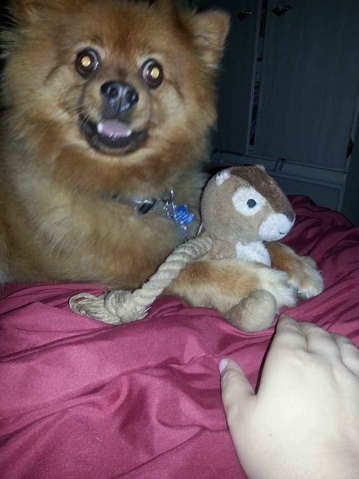 It's National Dog Day!