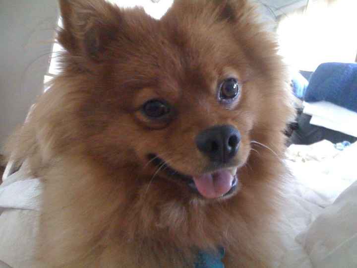 It's National Dog Day!