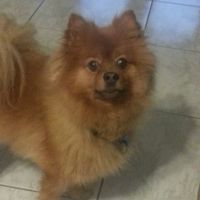 Pet names... Proper animal ones this time.,