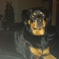 Pet names... Proper animal ones this time.,