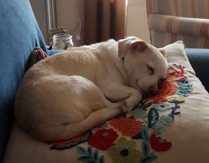 Pets - 1