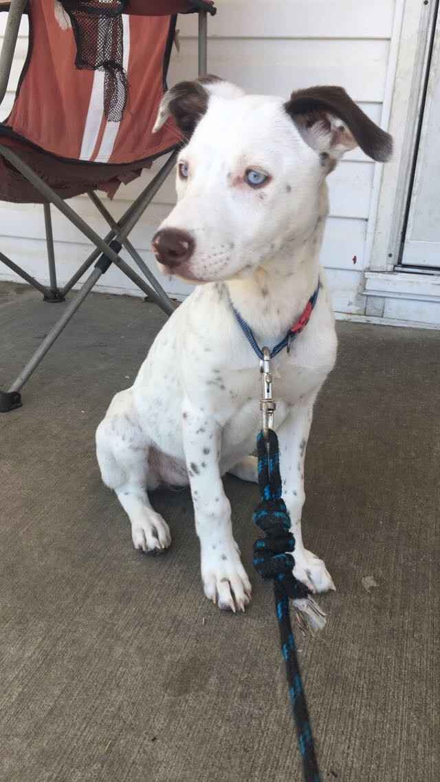 Dogs in engagement/bridal photos