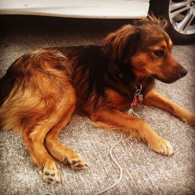 Dogs in engagement/bridal photos