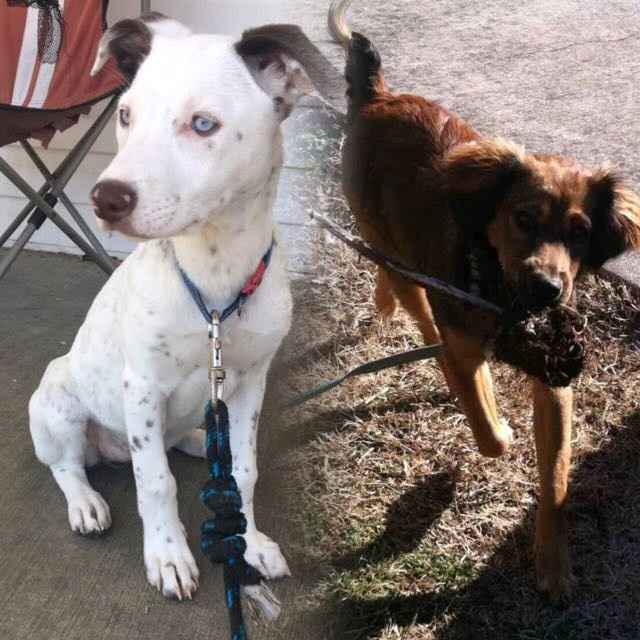 KWR: Who else missed their pets?