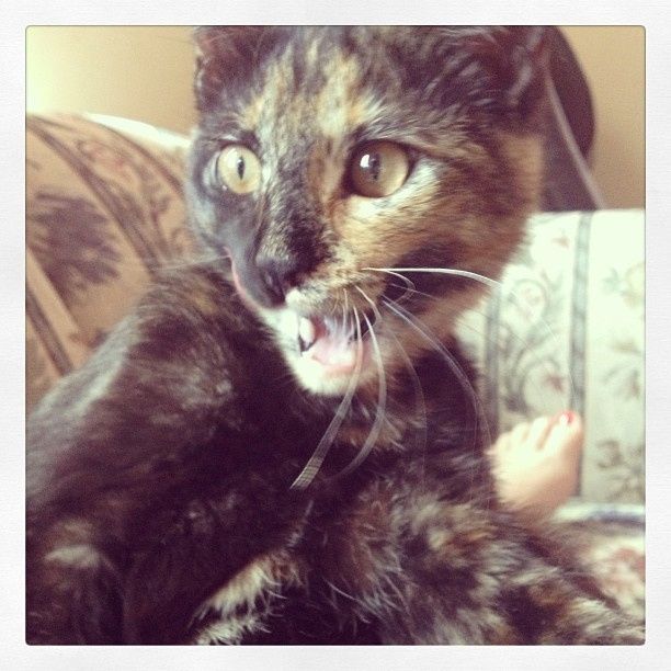 Fur-baby Tuesday!