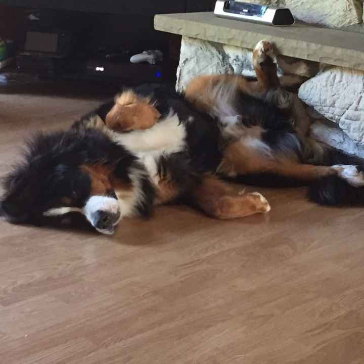 Sick and need cheering up--show me your Fur babies!