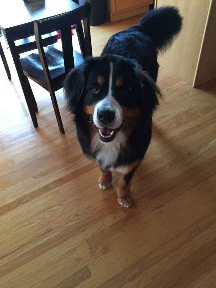NWR: National Dog Day!