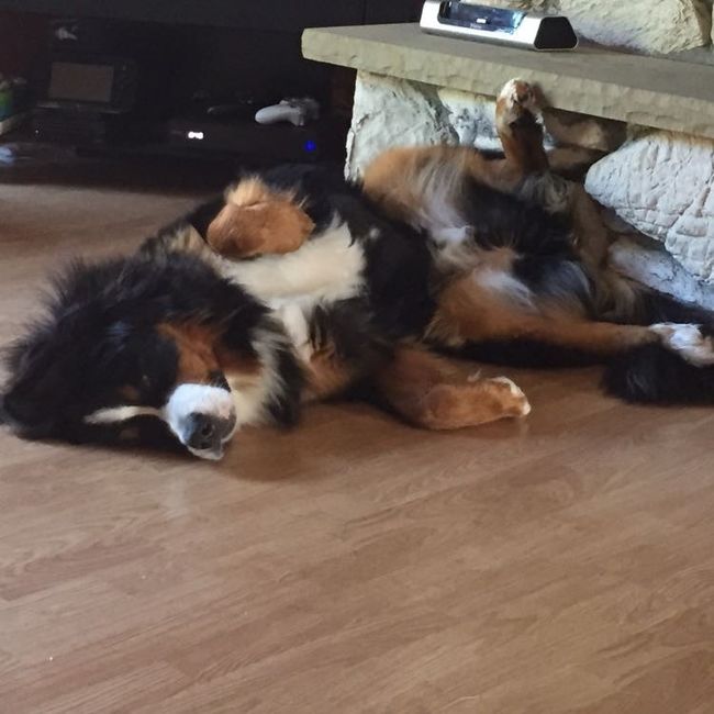 Sick and need cheering up--show me your Fur babies!