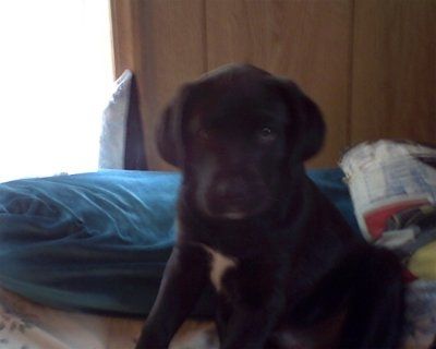 NWR - Puppy Advice