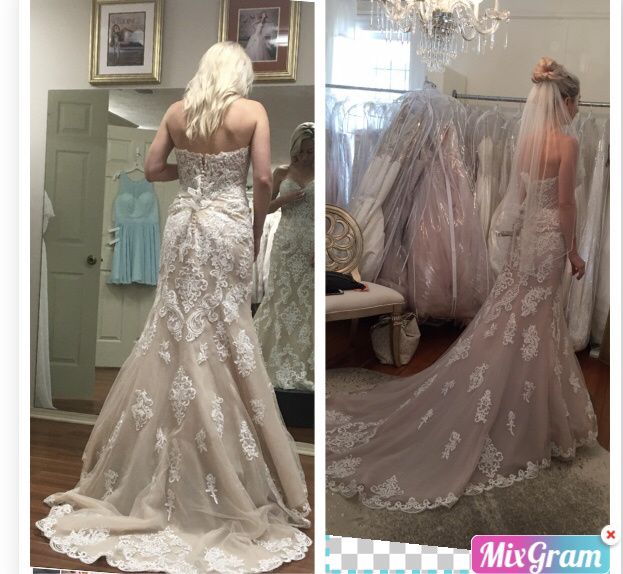 Stella York moscato vs ivory 4