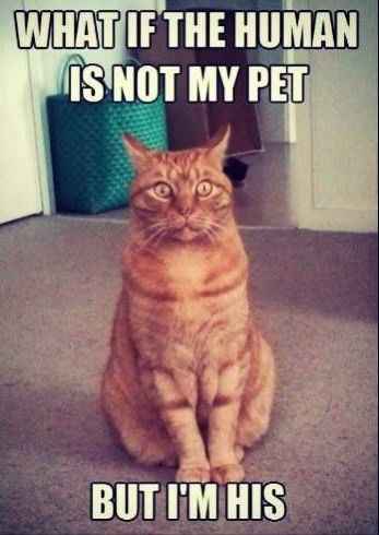 Bored - Cat pic time :)