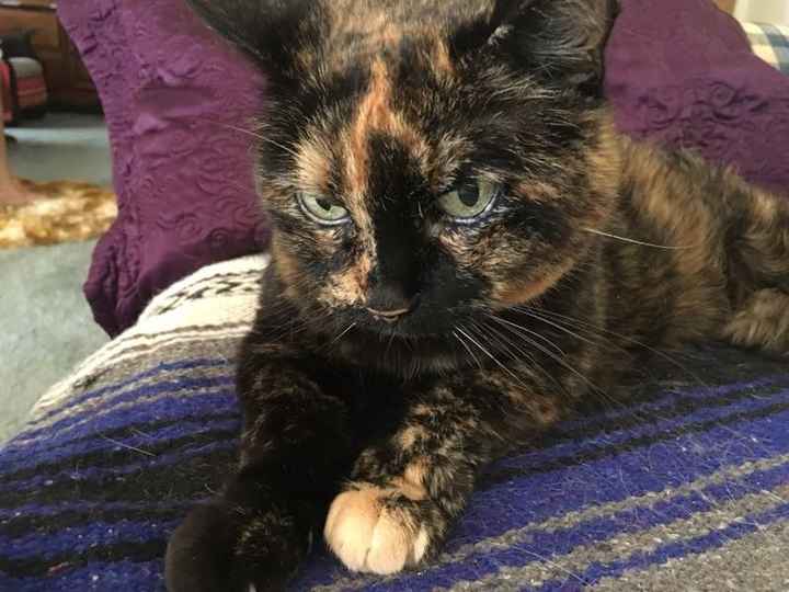 Spinoff: Show us your rescues!