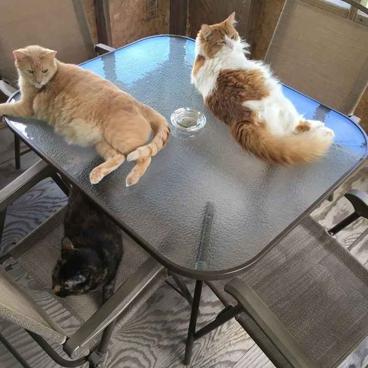 NWR: Name a weird/funny thing your pets do