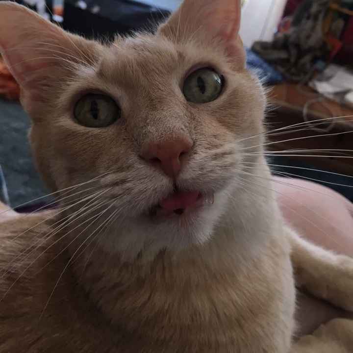 Show my your kitties!