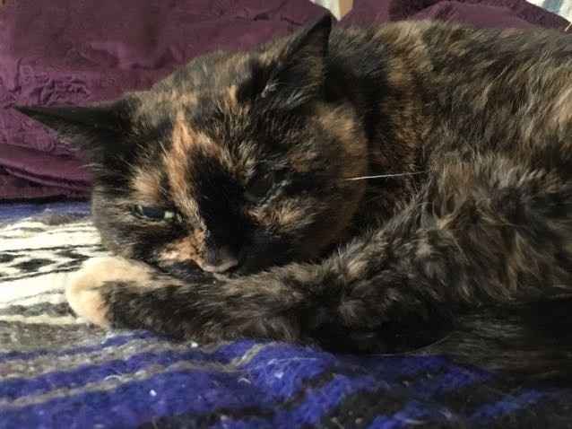 NWR: Saying Goodbye to My Kitty