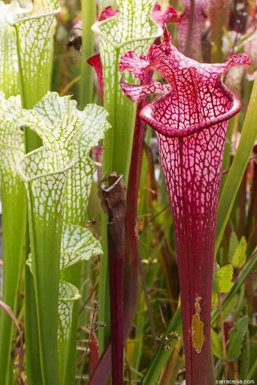 *Paging Centerpiece* bouquet question