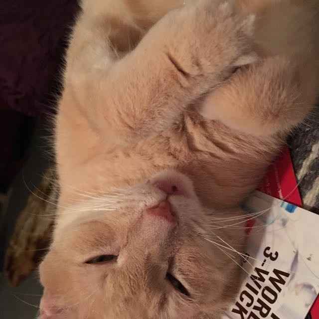 *Appreciation Post for MNA and all those being called rude*