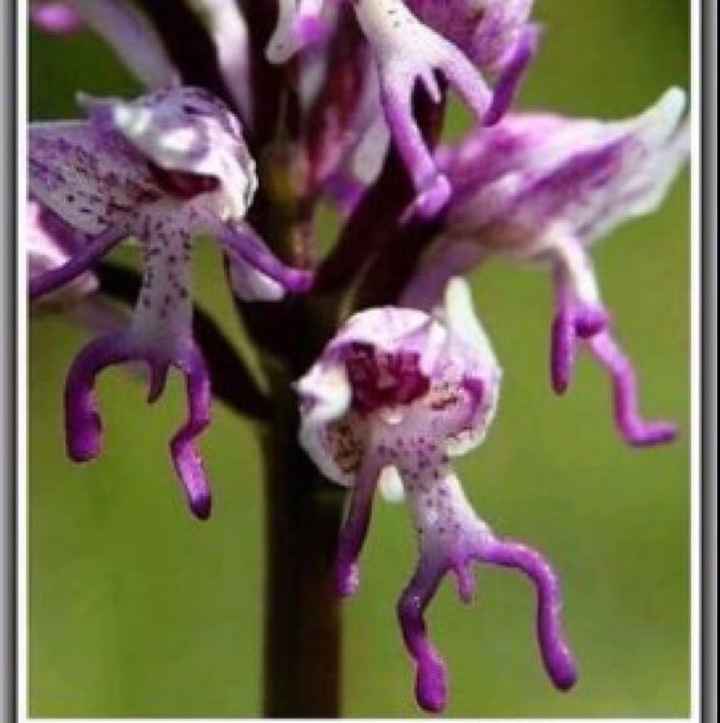 NSFW/NWR: Veggie Peen!!!!