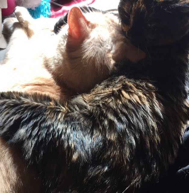 NWR: Tomorrow is National Cat Day!