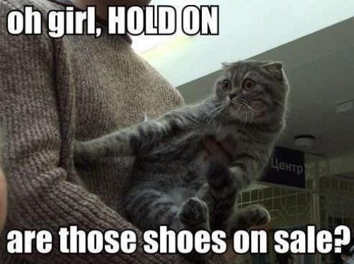 Bored - Cat pic time :)