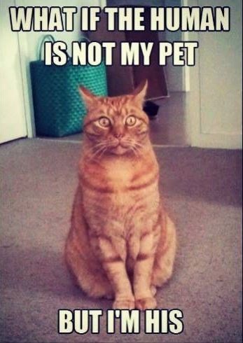 Bored - Cat pic time :)