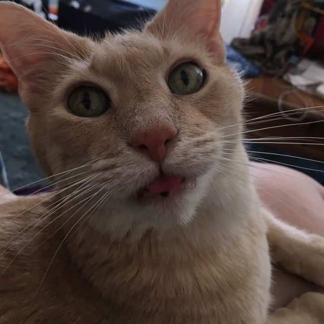 Show my your kitties!