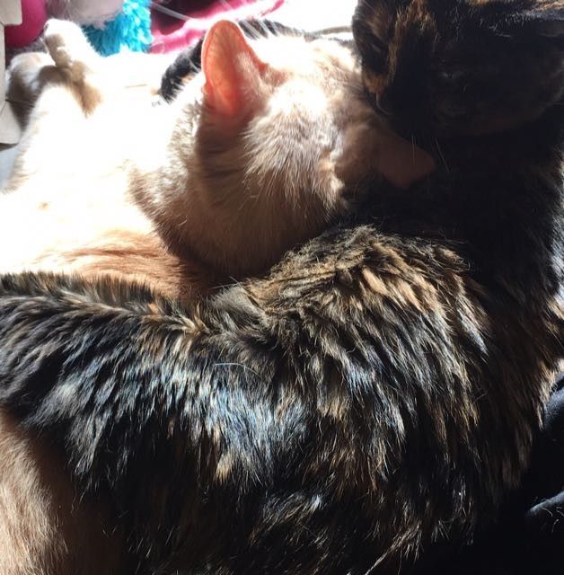 NWR: Tomorrow is National Cat Day!
