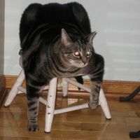 Pet PSA: No Holiday Plants!!!!!